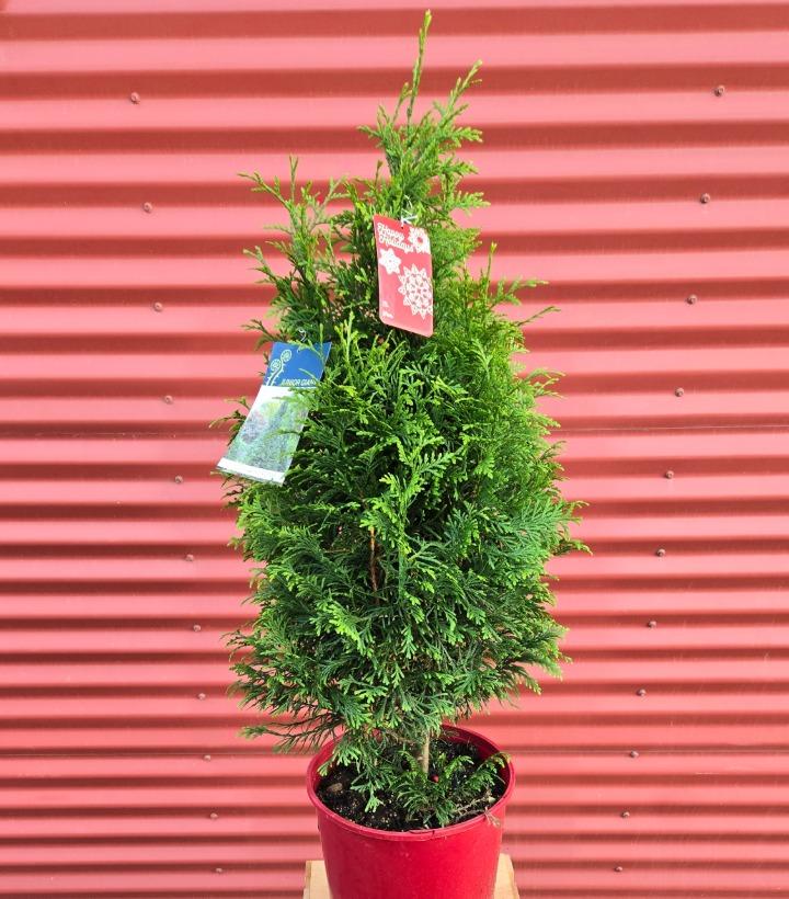 Thuja x plicata 'Junior Giant' #3