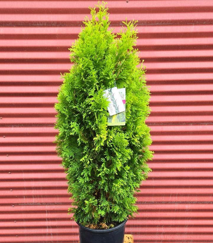 Thuja occidentalis 'Amber Gold' #3