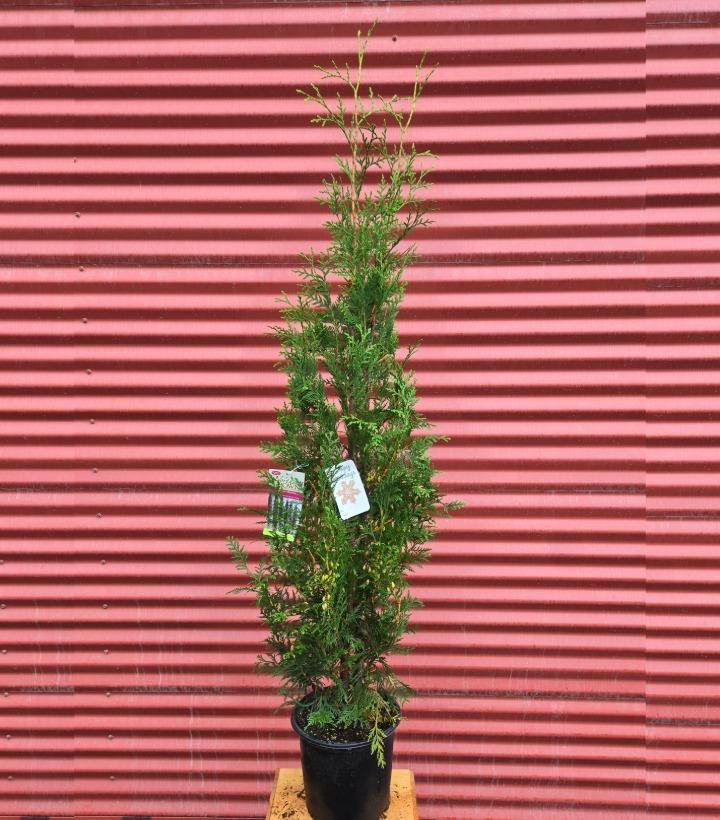 Thuja occidentalis Full Speed A Hedge® 'American Pillar' #2