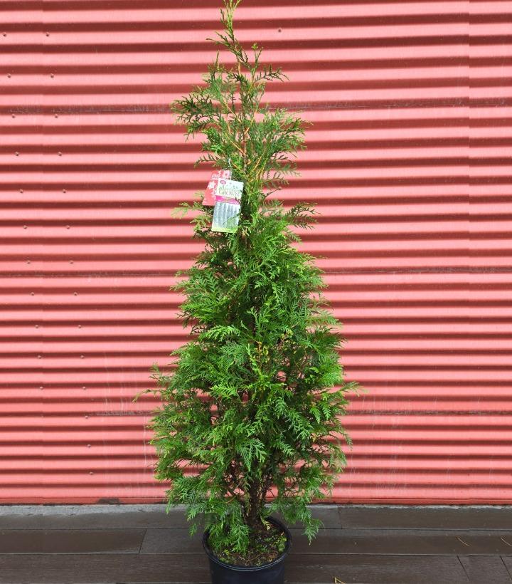Thuja occidentalis Full Speed A Hedge® 'American Pillar' #3