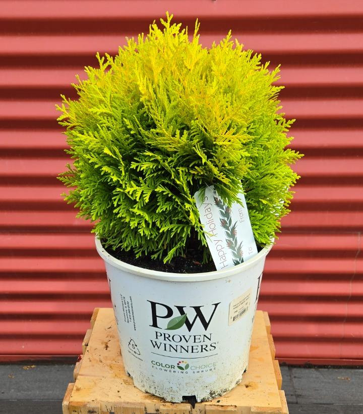 Thuja occidentalis Anna's Magic Ball® #2