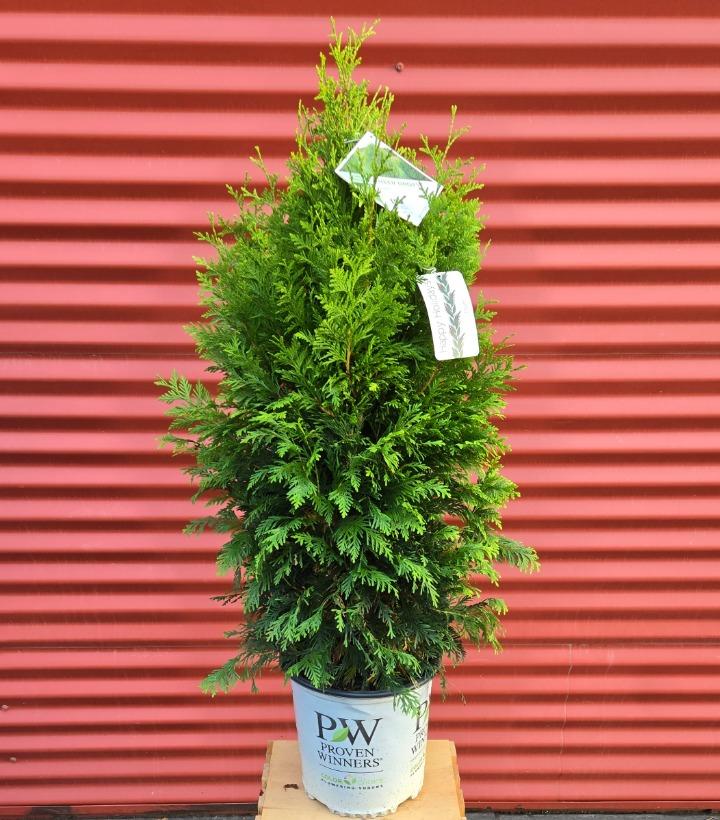 Thuja occidentalis Cheer Drops™ #2