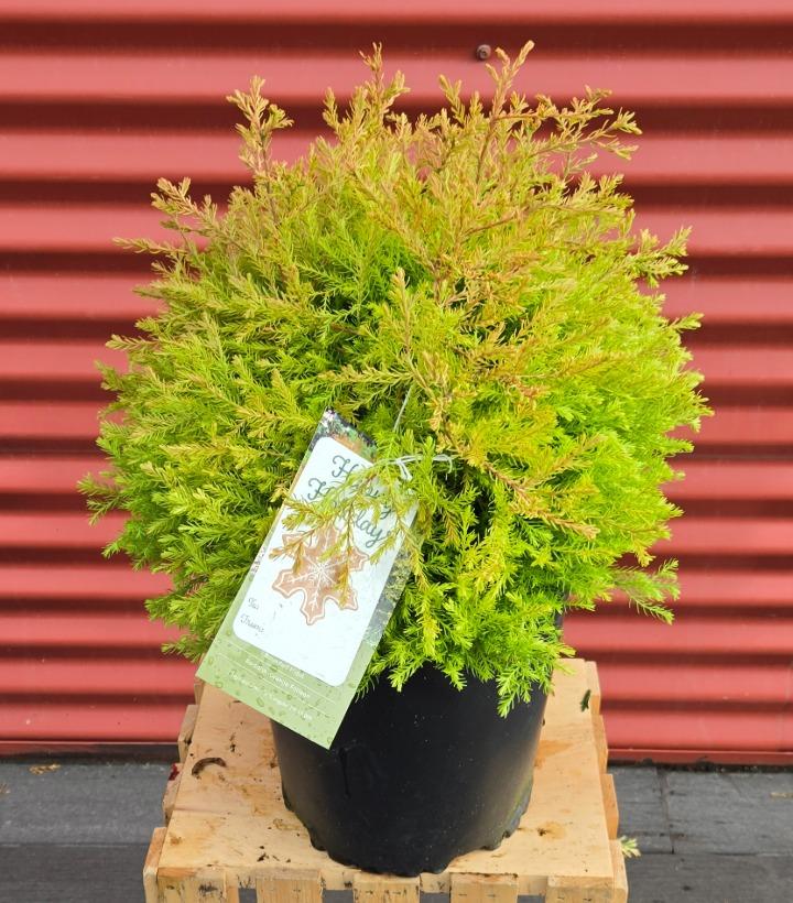 Thuja occidentalis Fire Chief™ #2
