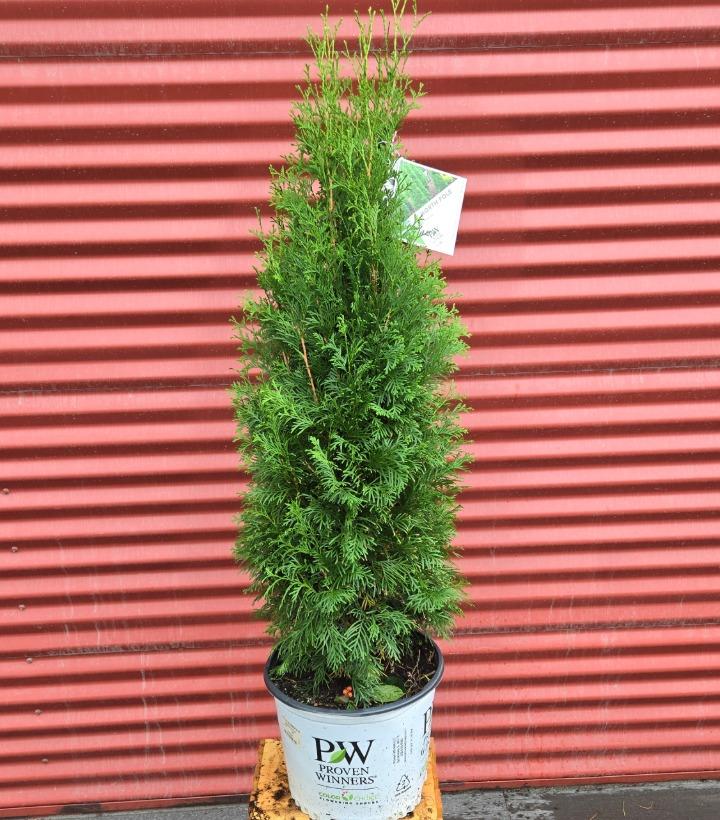 Thuja occidentalis North Pole® #3