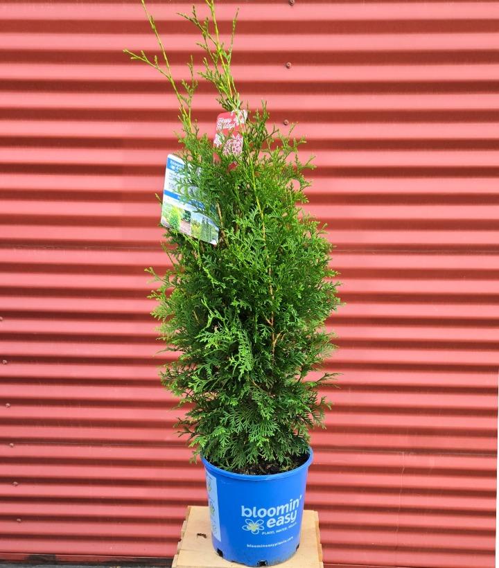 Thuja occidentalis Private Jet™ #2