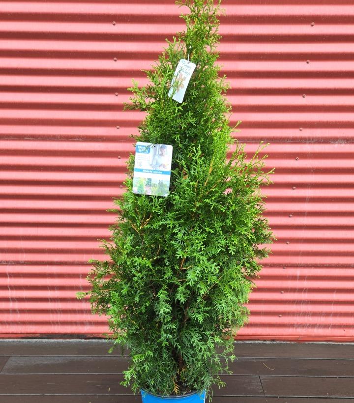 Thuja occidentalis Private Jet™ #3