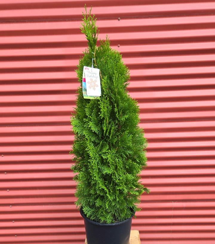Thuja occidentalis 'Smaragd' #3