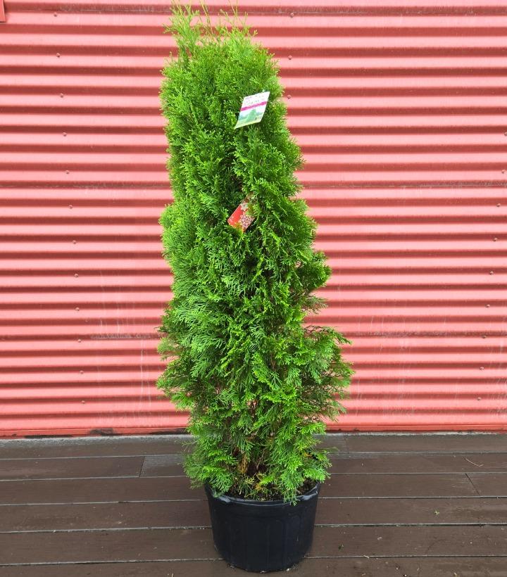 Thuja occidentalis 'Smaragd' #5