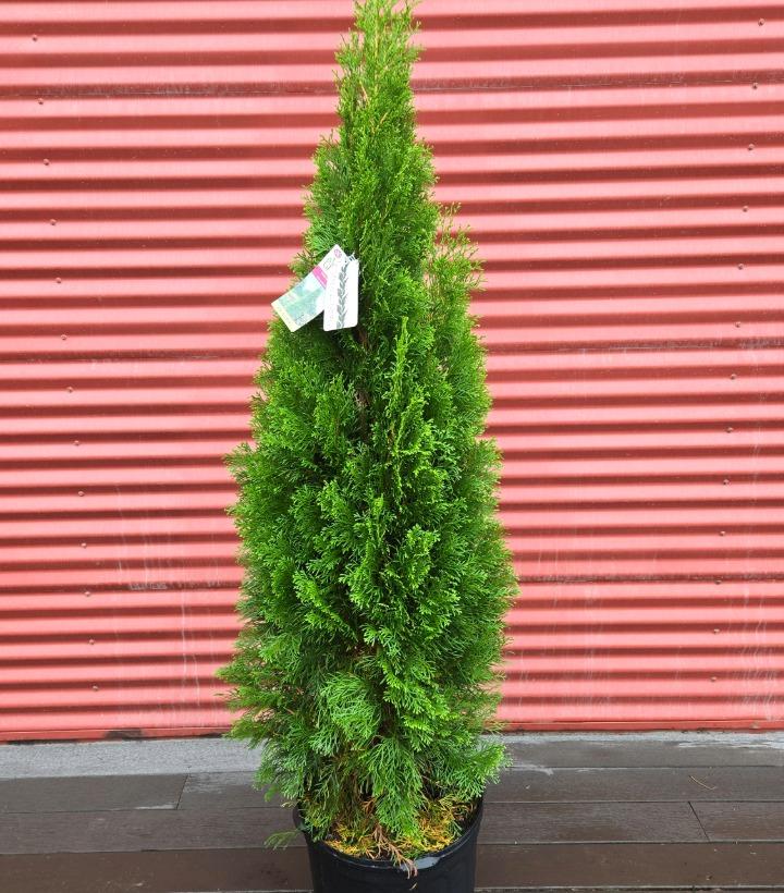 Thuja occidentalis 'Smaragd' #7