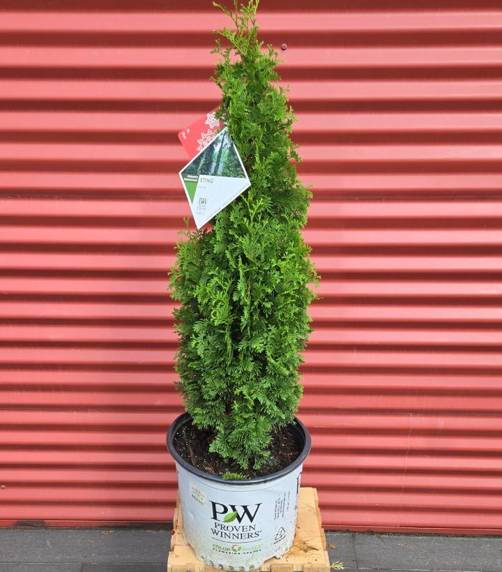 Thuja occidentalis Sting™ #3