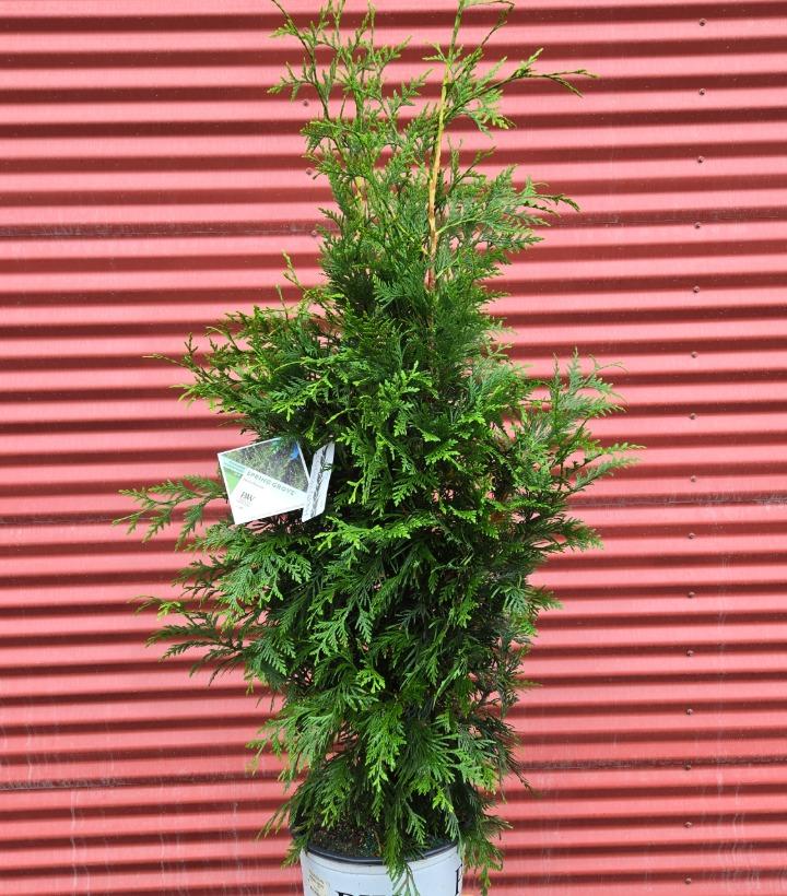 Thuja plicata Spring Grove® #3