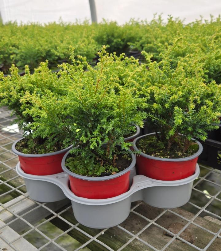 Holiday Quartet Bonus Bush 4/Tray