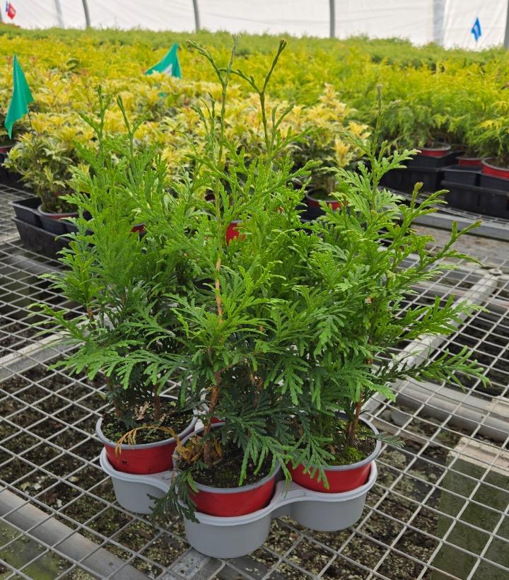 Holiday Quartet Griswold's Family Tree 4/Tray