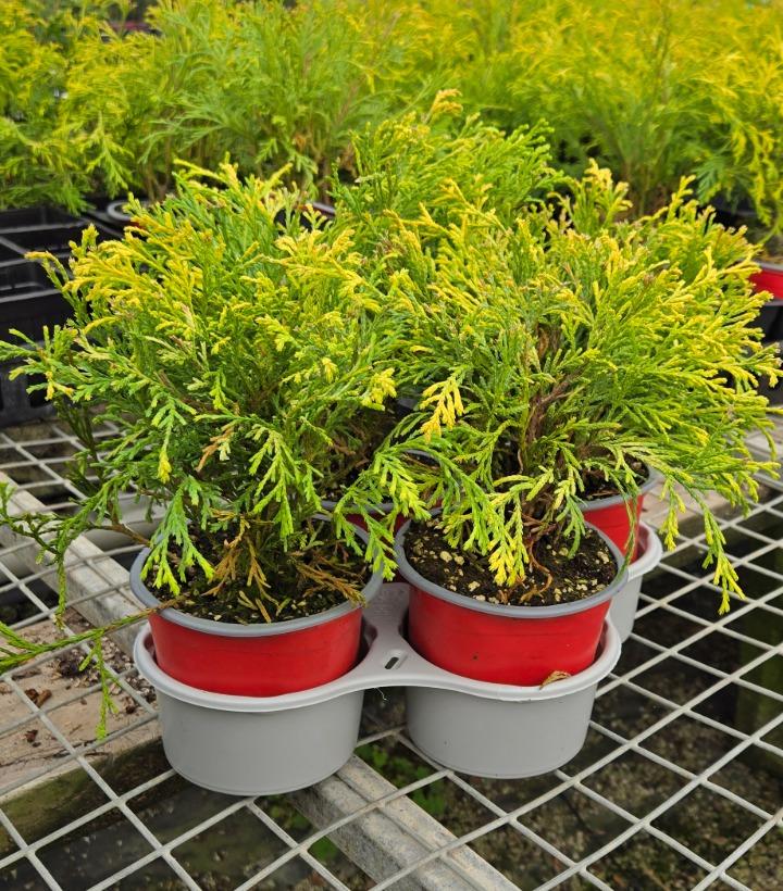 Holiday Quartet Sparky's Glow 4/Tray