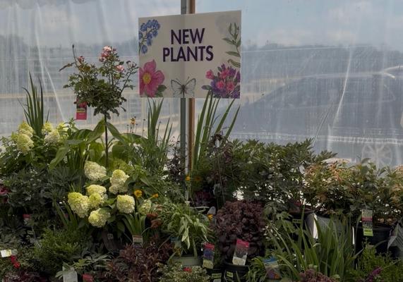 New Plants