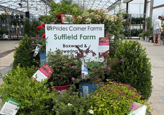 Boxwoods and shrubs