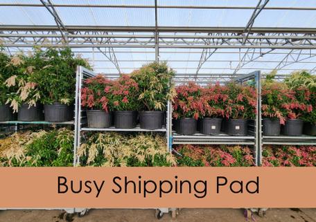 Busy Shipping Pad