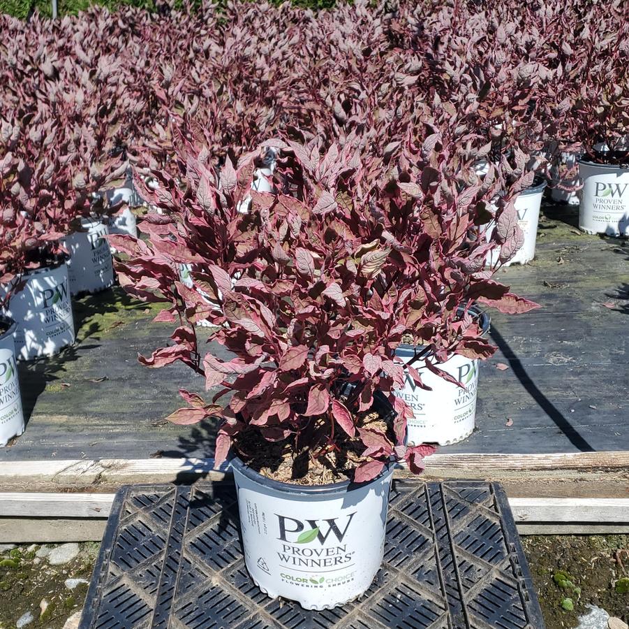 Cornus alba Sgt. Pepper™