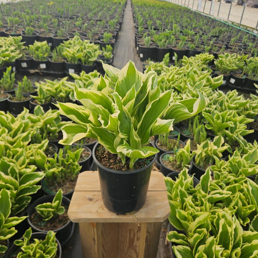 Hosta x 'So Sweet'