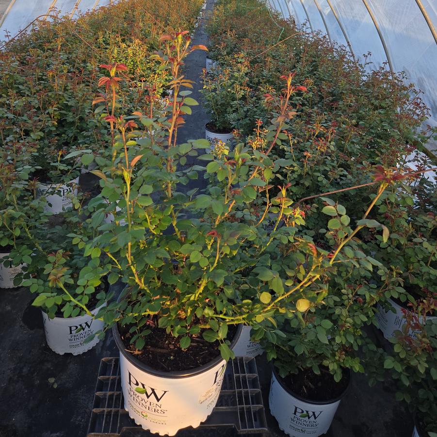 Rosa x Flavorette Pear'd™