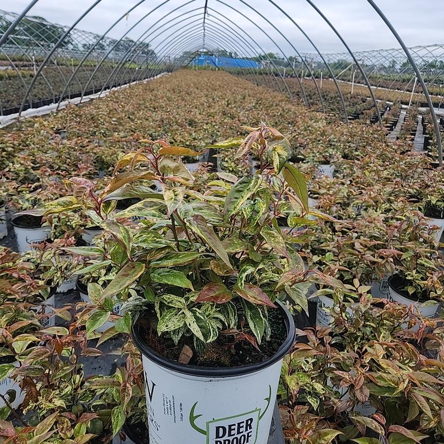 Leucothoe fontanesiana Paisley Pup™