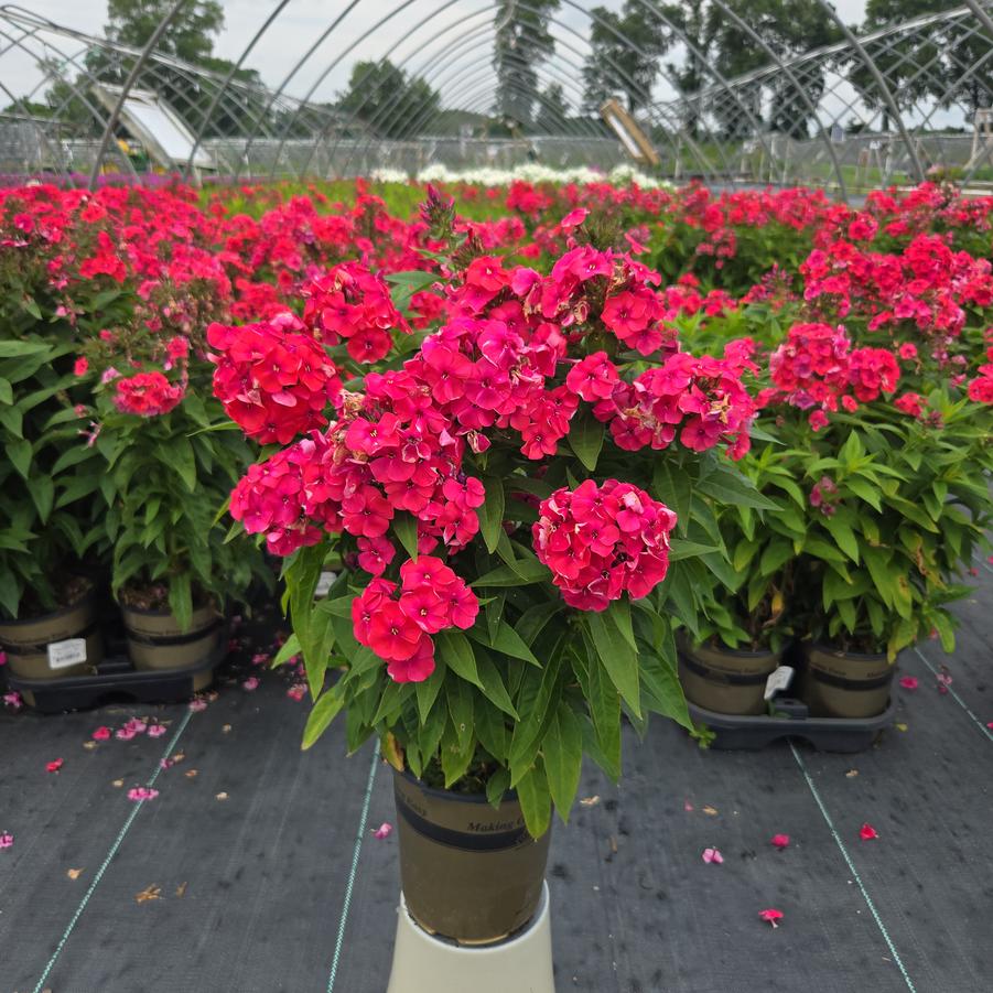 Phlox Volcano® Ruby