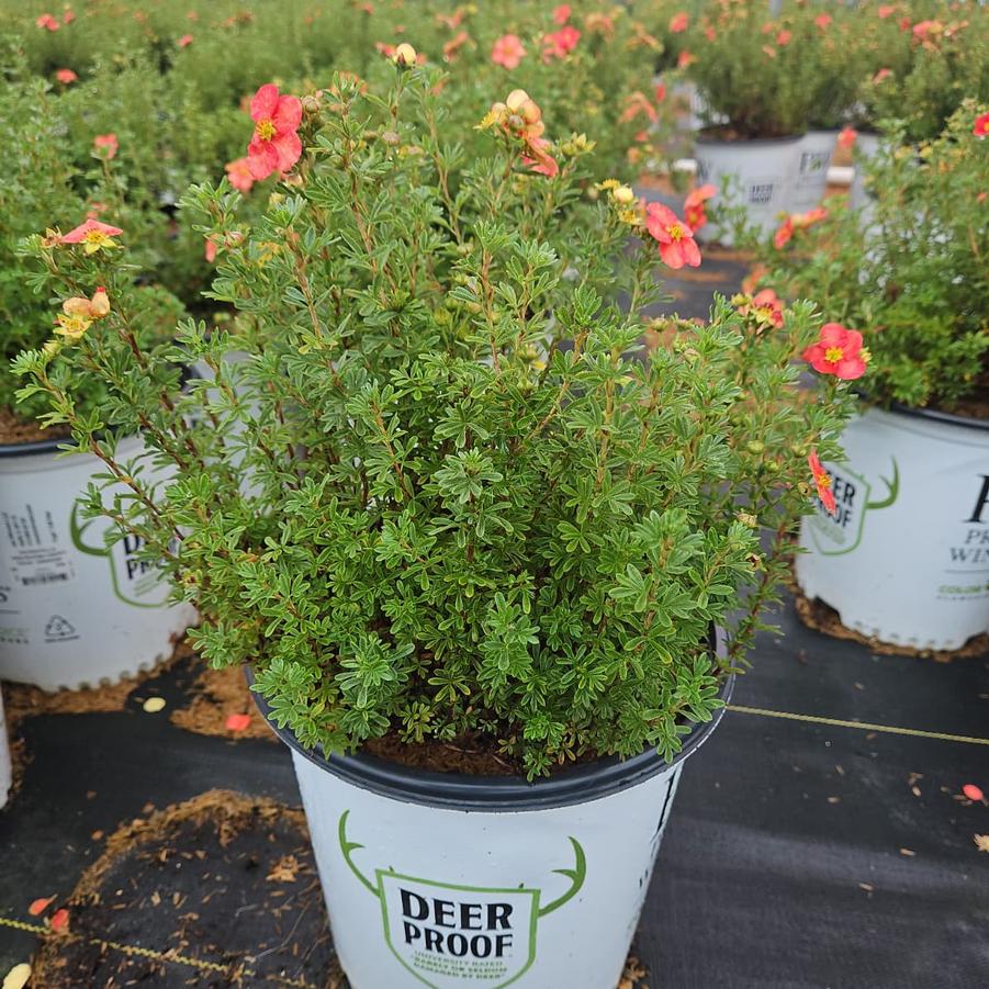 Potentilla fruticosa Happy Face® Orange