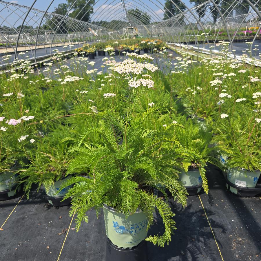 Achillea millefolium 