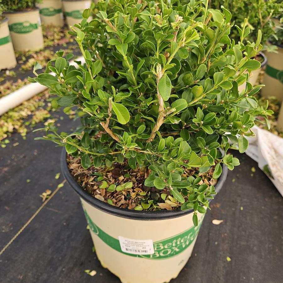 Buxus x Babylon Beauty™