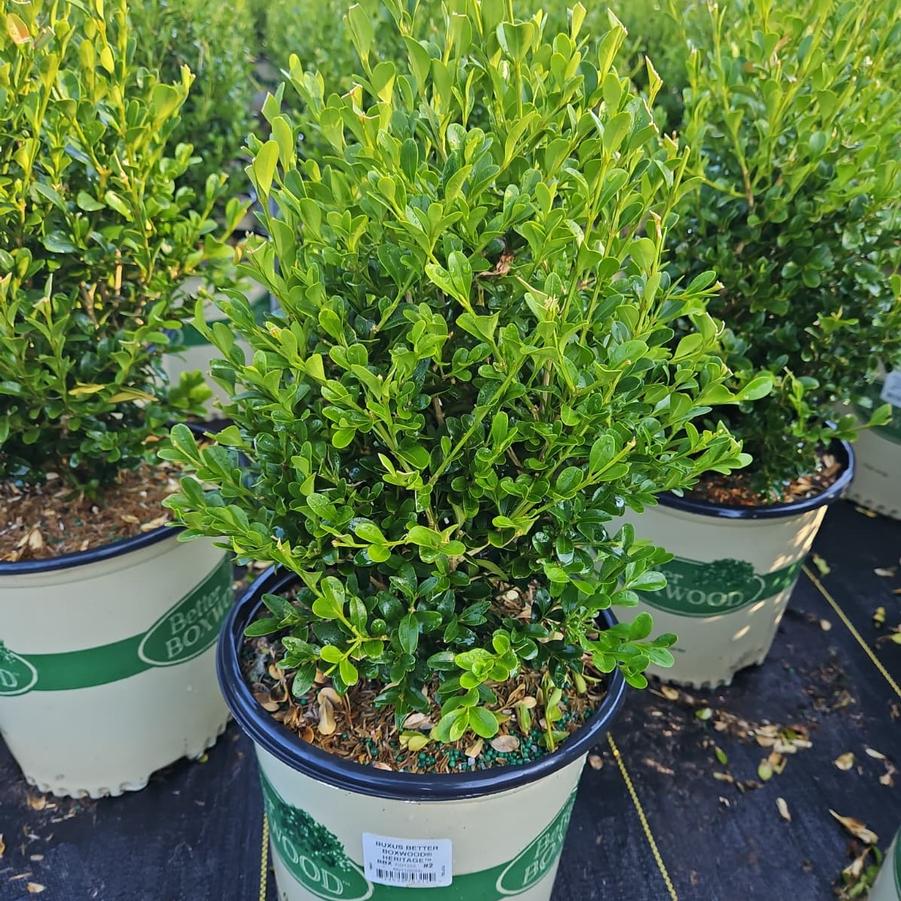 Buxus x Heritage™