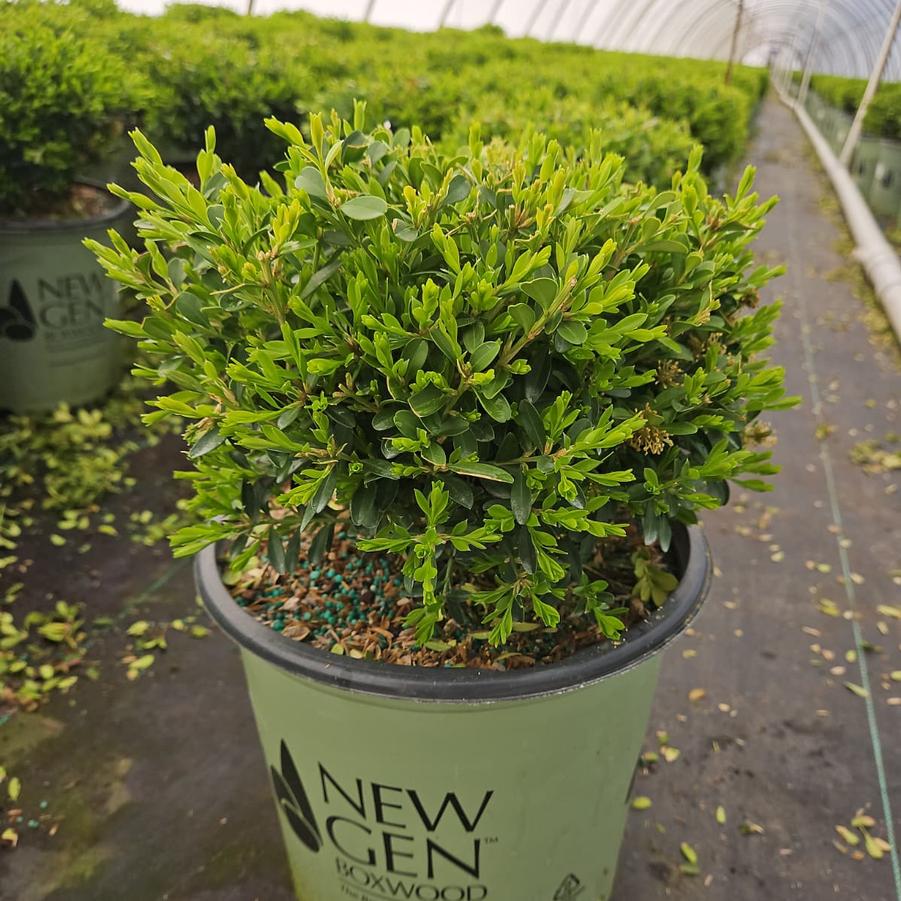 Buxus NewGen Liberty Belle™