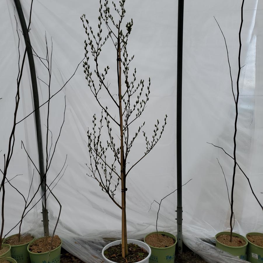 Styrax x japonicus Starway To Heaven™