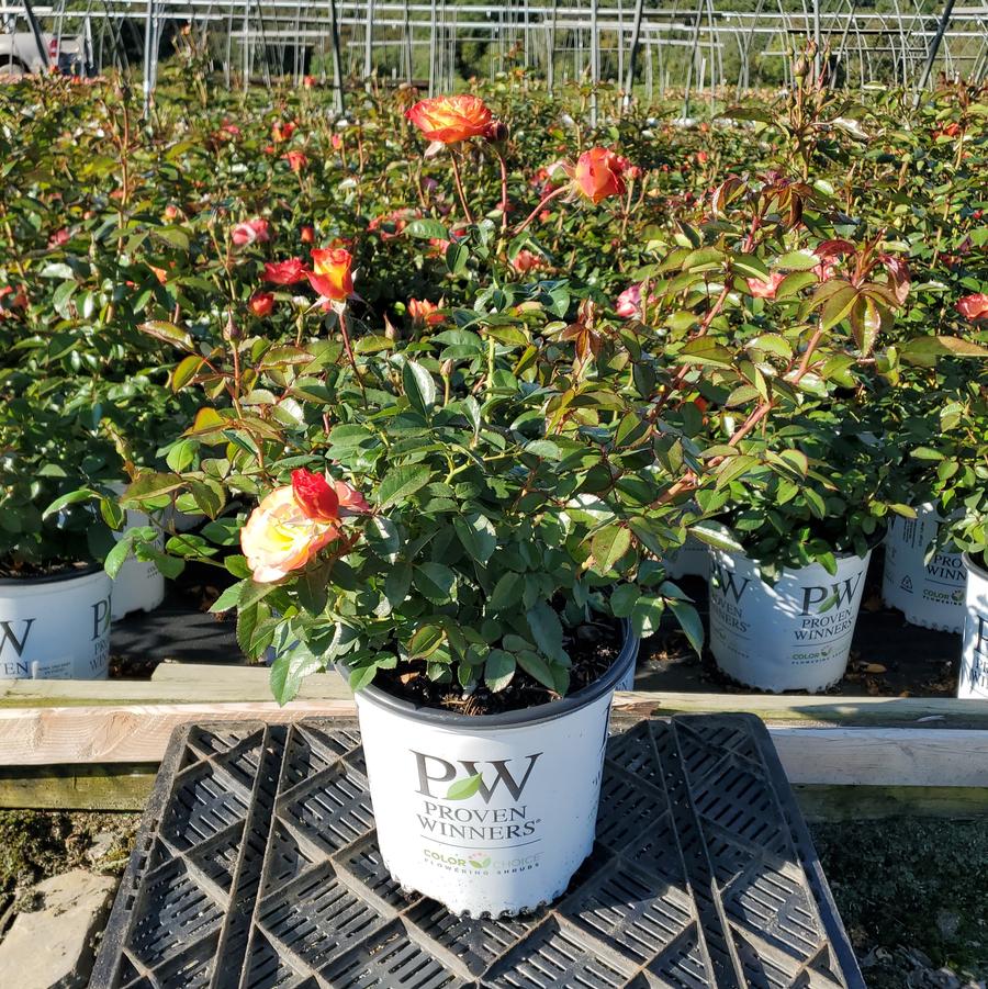Rosa x Oso Easy En Fuego™