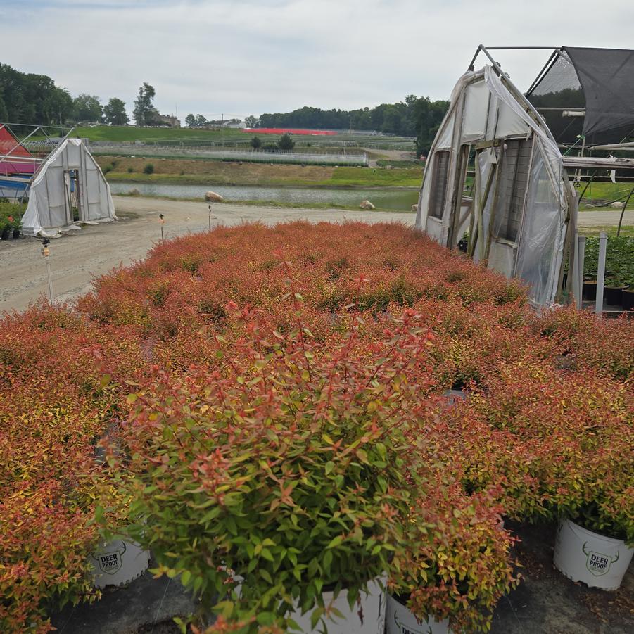Abelia x grandiflora Poco Loco®