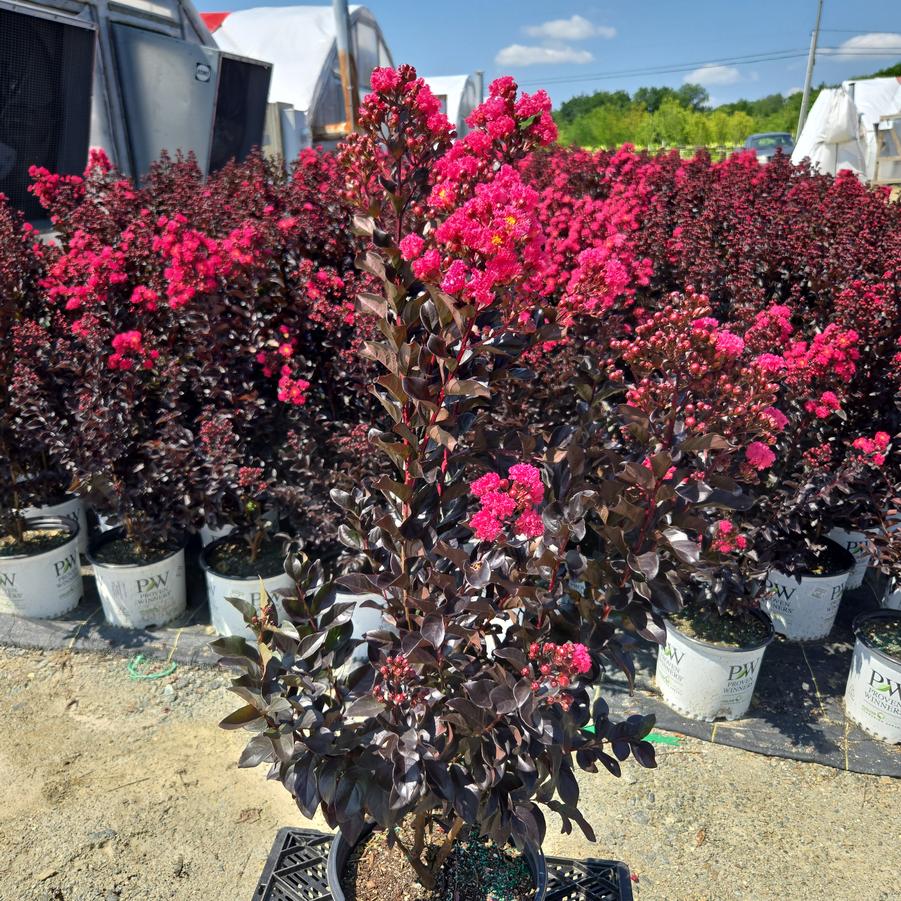 Lagerstroemia indica Center Stage® Pink
