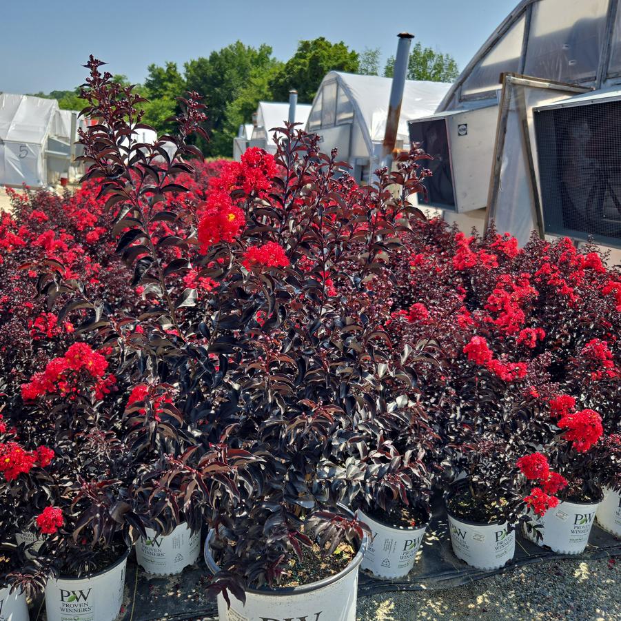 Lagerstroemia indica Center Stage® Red
