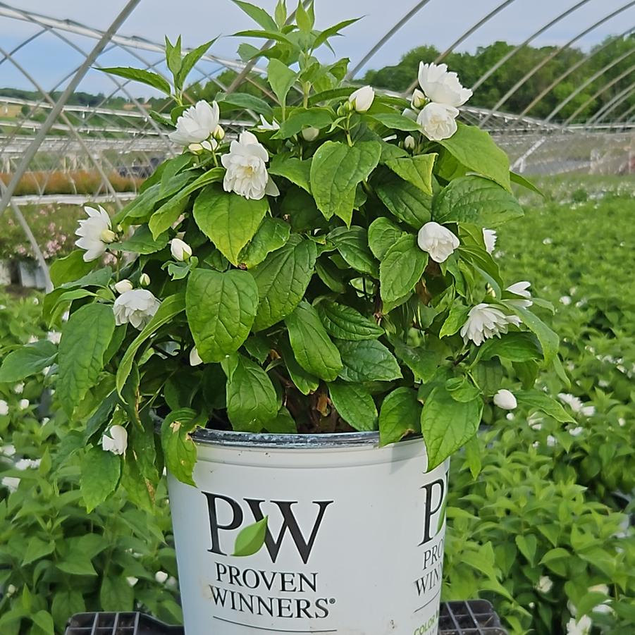 Philadelphus coronarius Illuminati Spice™
