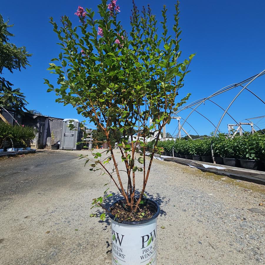 Syringa x Bloomerang Ballet®