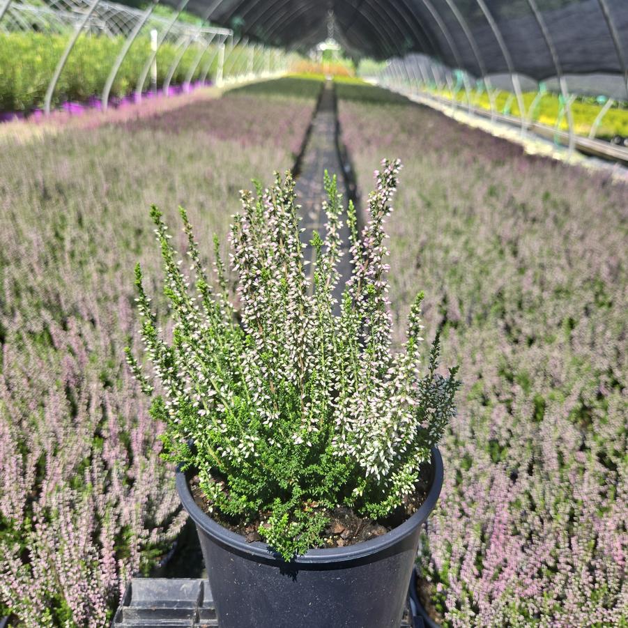 Calluna vulgaris Beauty Ladies® - Pink