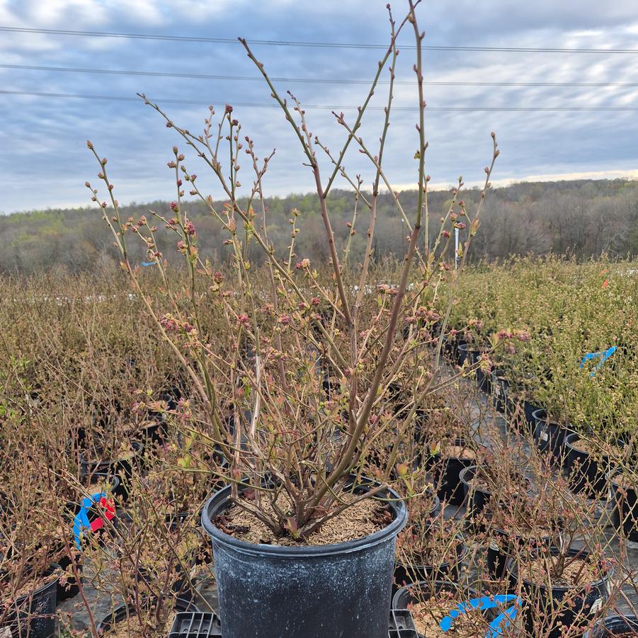 Vaccinium corymbosum 'Blue Ribbon'