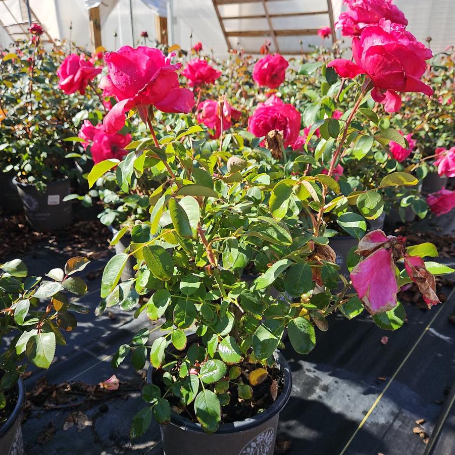 Rosa Loves Me, Loves Me Not™