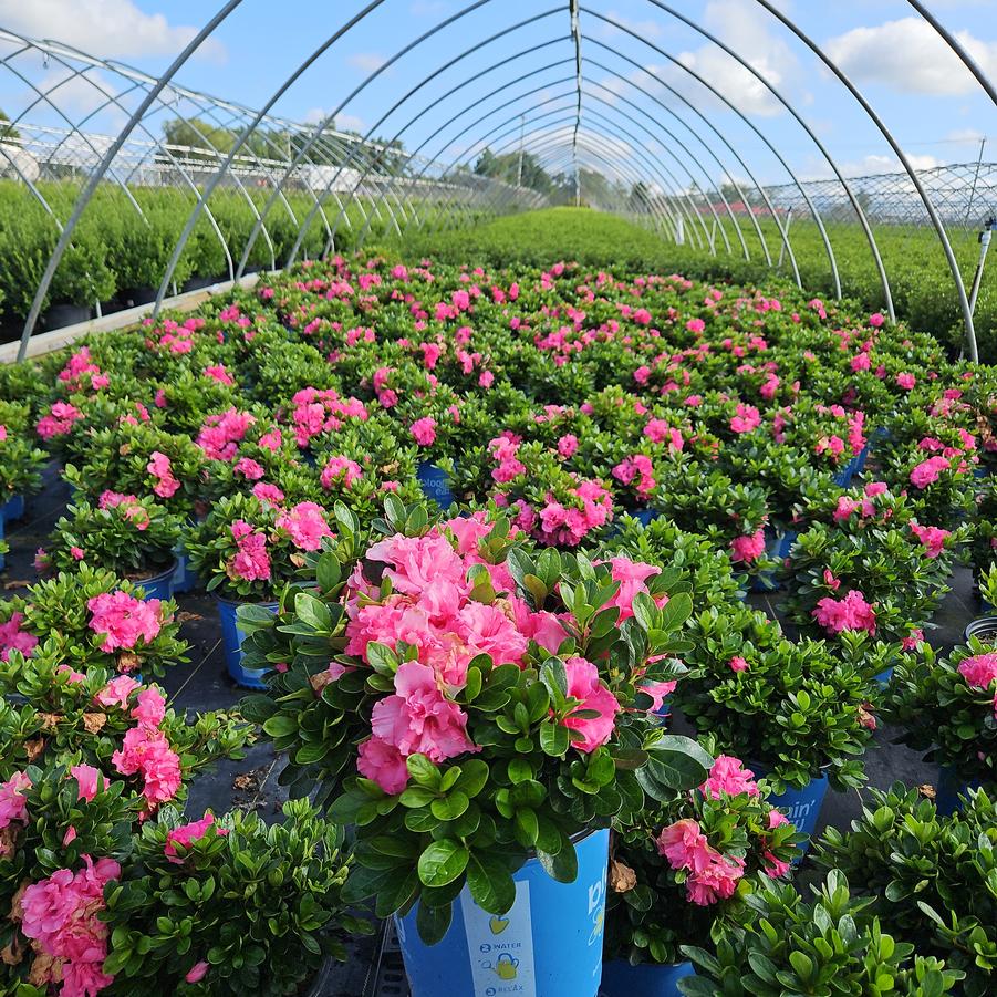 Azalea Ever After™ Pink