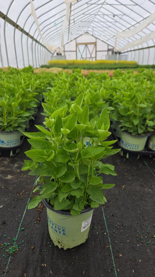 Scutellaria incana 'Prairie Snow'