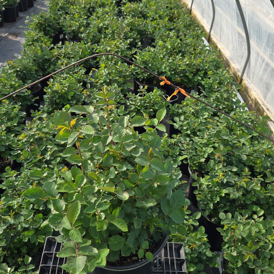 Rosa Showpiece™ Purple