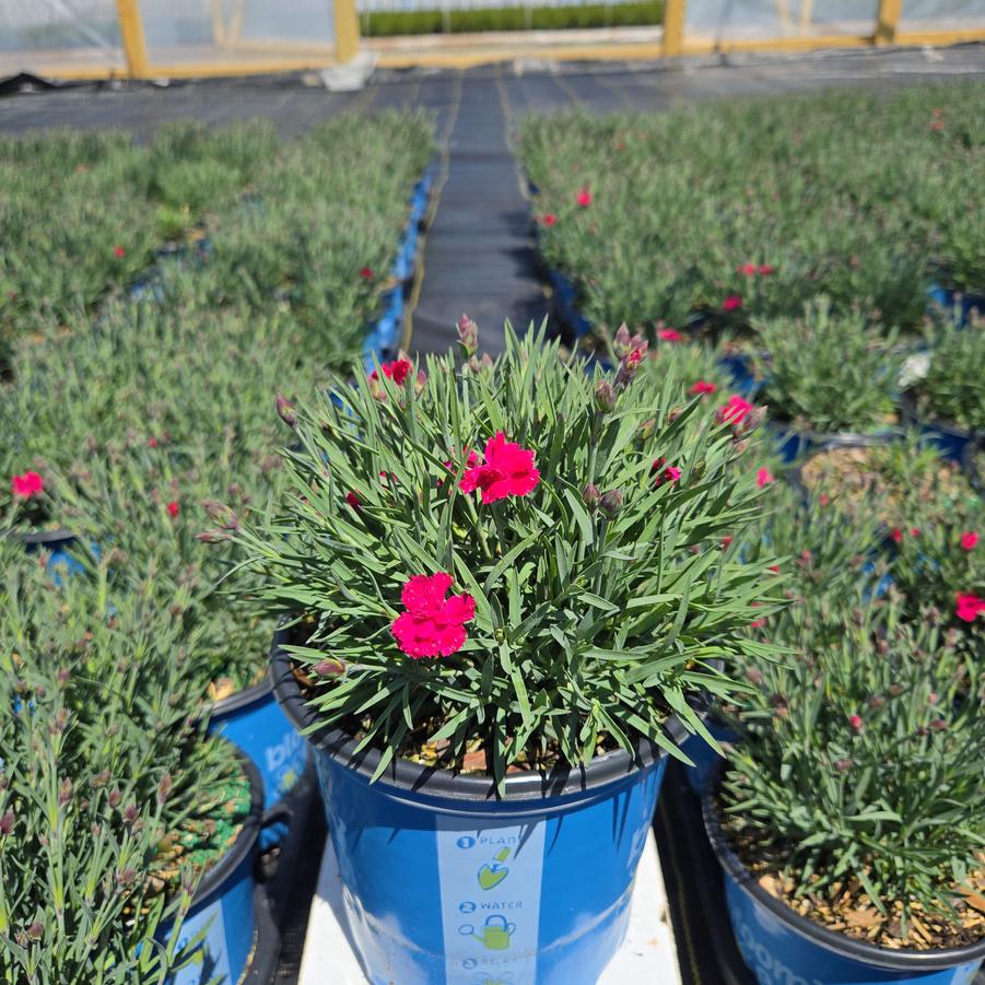 Dianthus gratianopolitanus Glamour Time™