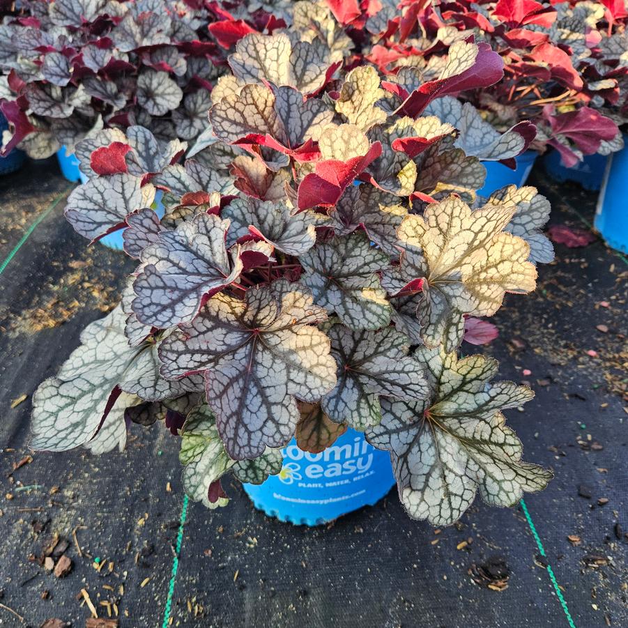 Heuchera Spice Curls™