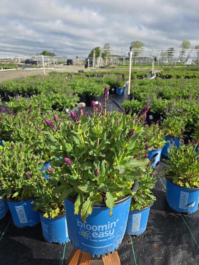 Salvia nemorosa Perpetual Purple™
