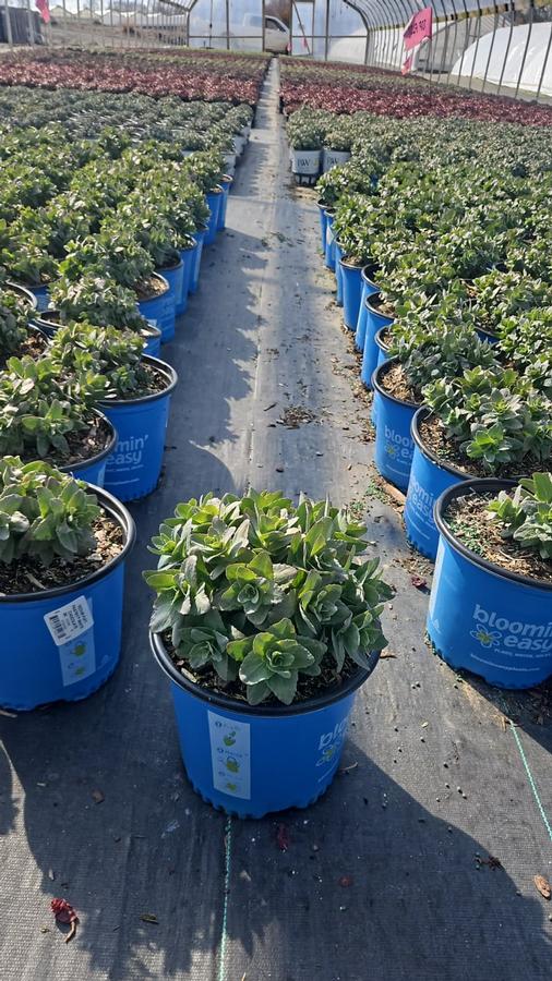 Sedum x Puff Pastry™ 'White Chocolate'