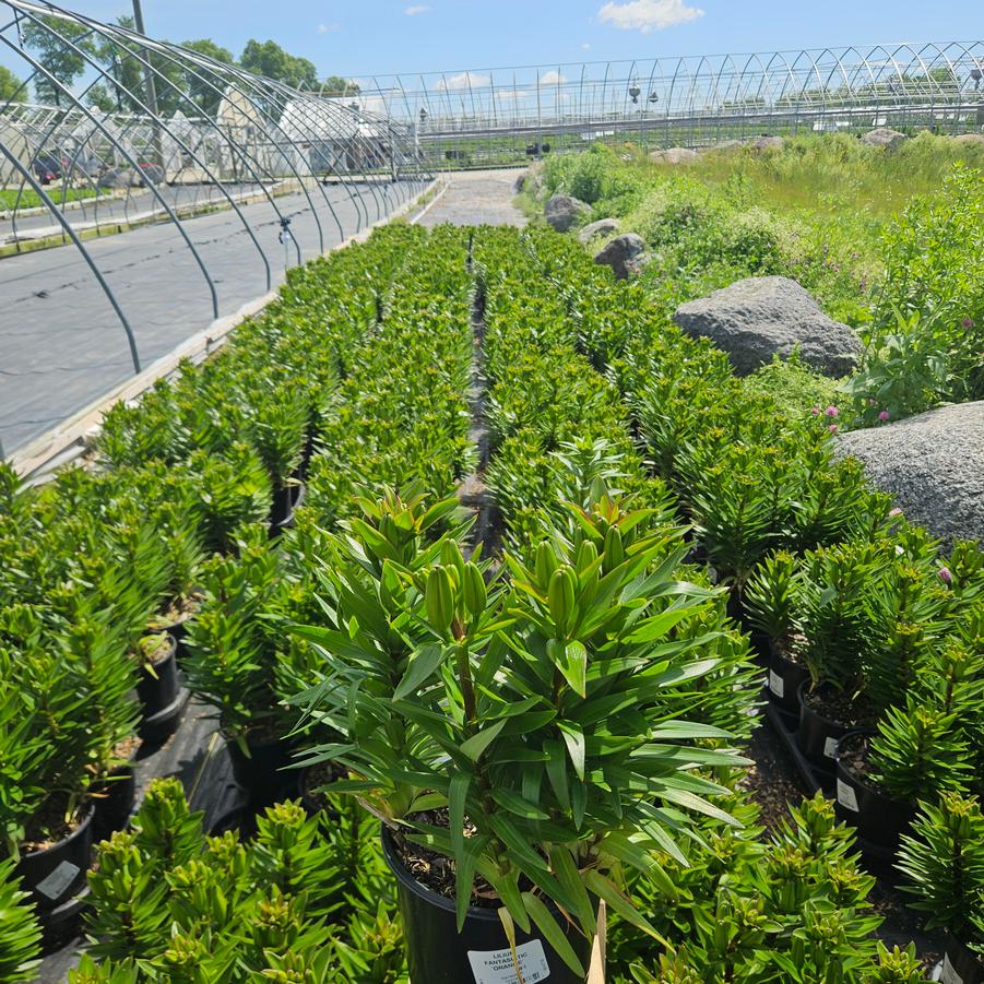 Lilium asiatic Fantasiatic Orange