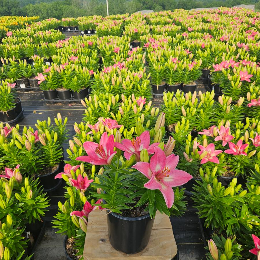Lilium asiatic Fantasiatic Pink